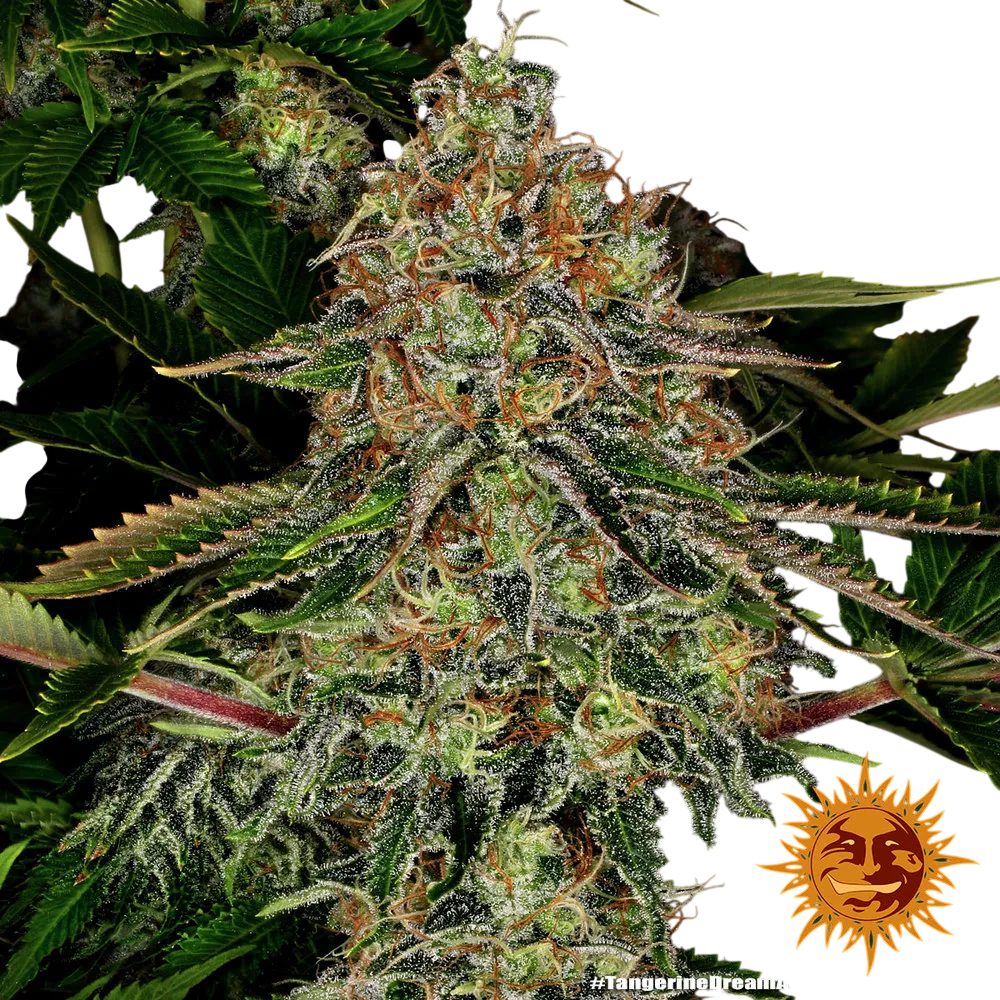Tangerine Dream Auto | AUTOFEM | Barneys Farm - Freigestellt 2026-06-09
