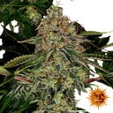 Tangerine Dream Auto | AUTOFEM | Barneys Farm - Freigestellt 2026-06-09