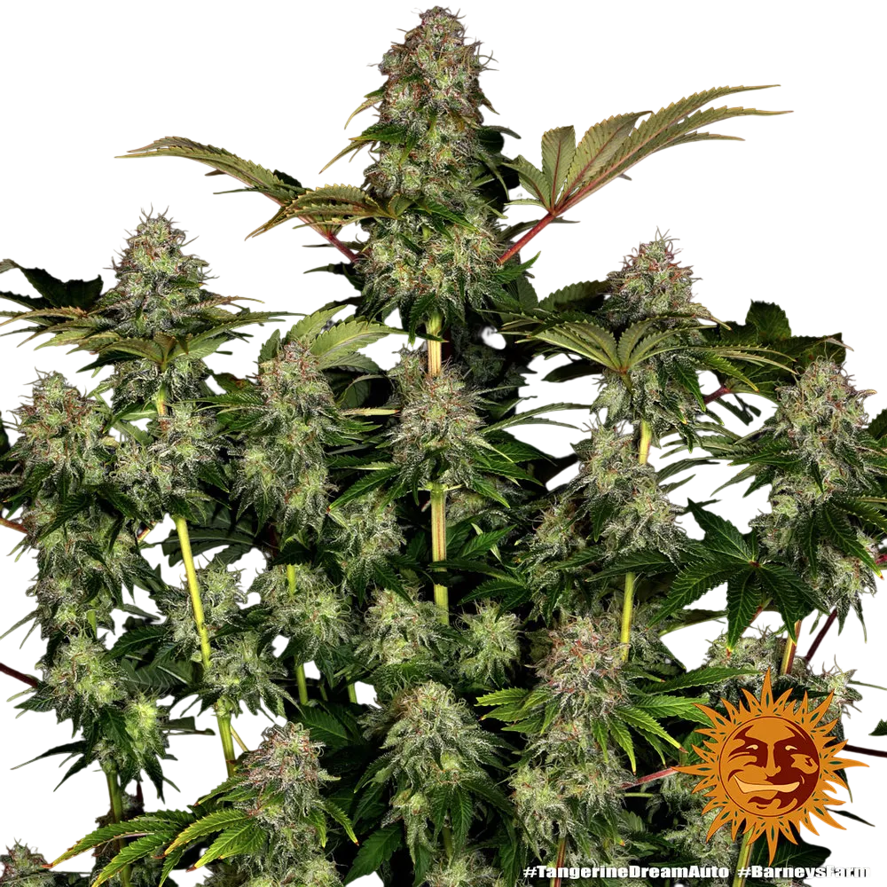 Tangerine Dream Auto | AUTOFEM | Barneys Farm - Freigestellt 2026-06-09