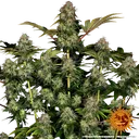 Tangerine Dream Auto | AUTOFEM | Barneys Farm - Freigestellt 2026-06-09