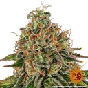 Tangerine Dream Auto | AUTOFEM | Barneys Farm - Freigestellt 2026-06-09