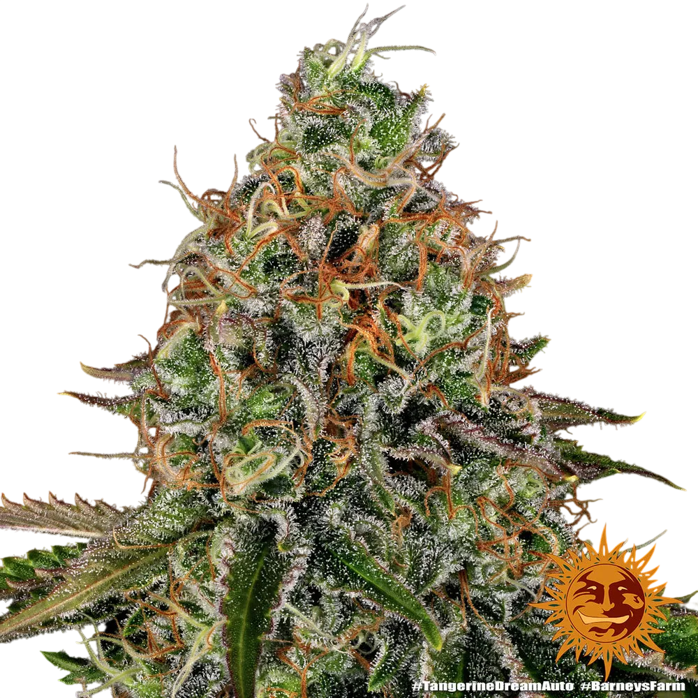 Tangerine Dream Auto | AUTOFEM | Barneys Farm - Freigestellt 2026-06-09