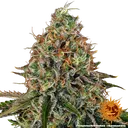 Tangerine Dream Auto | AUTOFEM | Barneys Farm - Freigestellt 2026-06-09