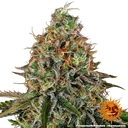 Tangerine Dream Auto | AUTOFEM | Barneys Farm - Freigestellt 2026-06-09
