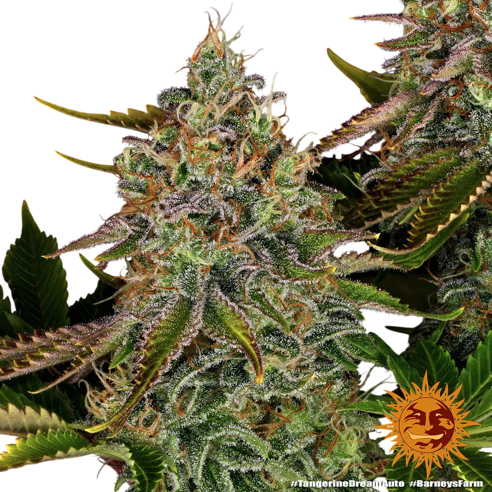 Tangerine Dream Auto | AUTOFEM | Barneys Farm - Freigestellt 2026-06-09