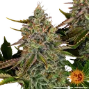 Tangerine Dream Auto | AUTOFEM | Barneys Farm - Freigestellt 2026-06-09
