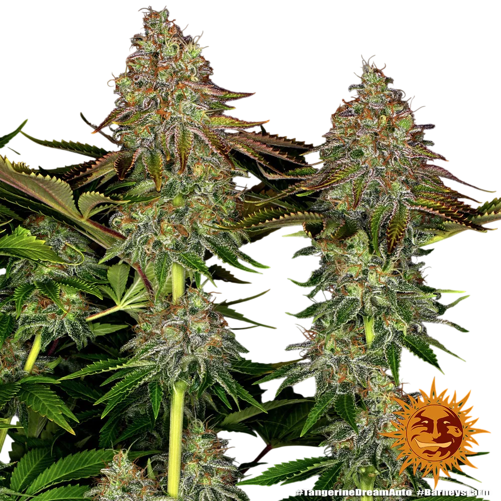 Tangerine Dream Auto | AUTOFEM | Barneys Farm - Freigestellt 2026-06-09