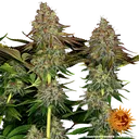 Tangerine Dream Auto | AUTOFEM | Barneys Farm - Freigestellt 2026-06-09