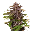 Forbidden Cherry | AUTOFEM | Dutch Passion - vorheriges Hauptbild