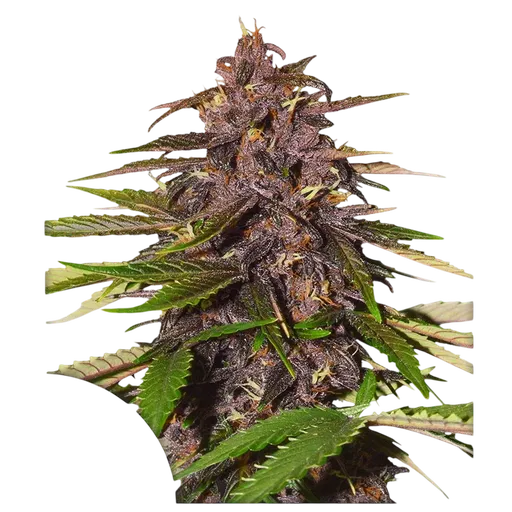 Forbidden Cherry | AUTOFEM | Dutch Passion - vorheriges Hauptbild