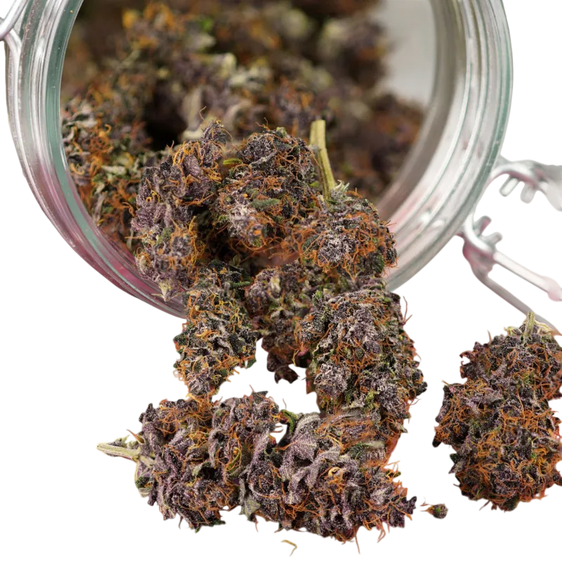Forbidden Cherry | AUTOFEM | Dutch Passion - Freigestellt 2026-07-06