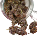 Forbidden Cherry | AUTOFEM | Dutch Passion - Freigestellt 2026-07-06