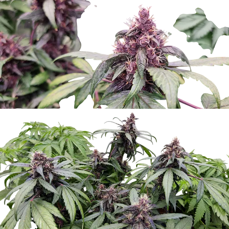 Forbidden Cherry | AUTOFEM | Dutch Passion - Freigestellt 2026-07-06