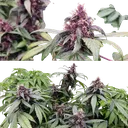 Forbidden Cherry | AUTOFEM | Dutch Passion - Freigestellt 2026-07-06