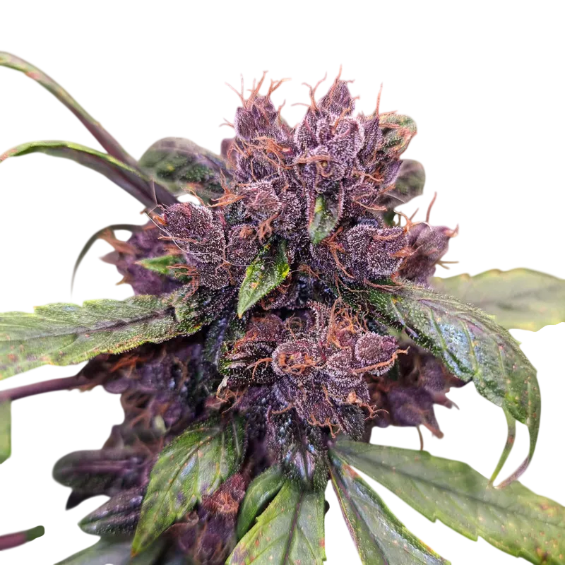 Forbidden Cherry | AUTOFEM | Dutch Passion - Freigestellt 2026-07-06