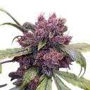 Forbidden Cherry | AUTOFEM | Dutch Passion - Freigestellt 2026-07-06