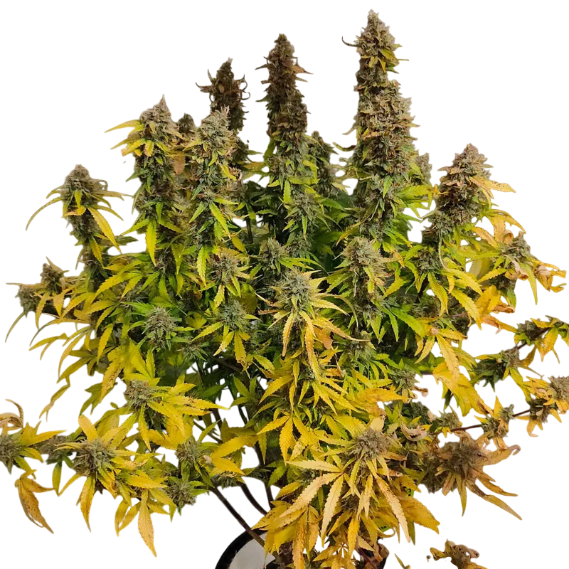 CBG-Force Auto | AUTOFEM | Dutch Passion - Freigestellt 2026-08-03
