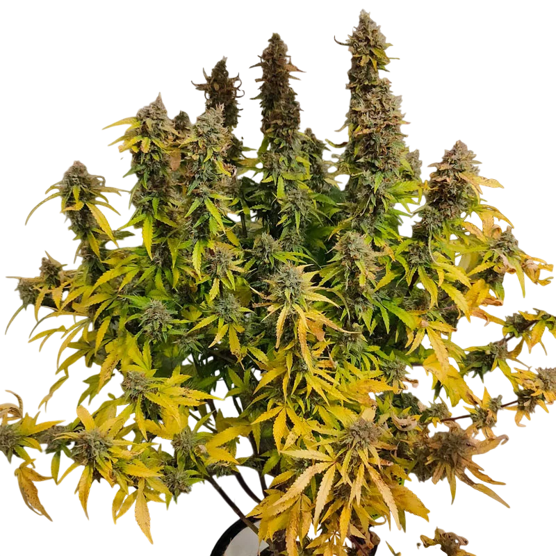CBG-Force Auto | AUTOFEM | Dutch Passion - Freigestellt 2026-08-03