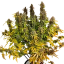 CBG-Force Auto | AUTOFEM | Dutch Passion - Freigestellt 2026-08-03
