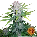Lemon Potion CBD Auto | AUTOFEM | Barneys Farm - Freigestellt 2026-08-10