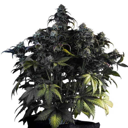 Mephistos Wedding Auto | AUTOFEM | Mephisto Genetics - Freigestellt 2026-08-11