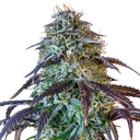Mephistos Wedding Auto | AUTOFEM | Mephisto Genetics - Freigestellt 2026-08-11