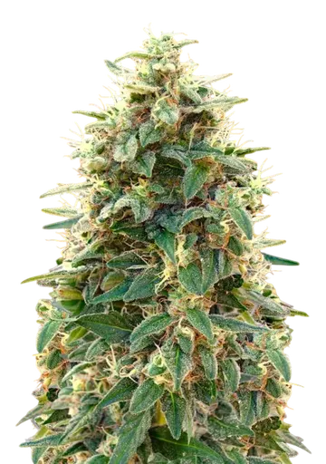 00 Cheese Auto | AUTOFEM | 00 Seeds - Freigestellt 2026-08-13