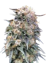 00 Kush FAST | PHOTOFEM | 00 Seeds - Freigestellt 2026-08-13