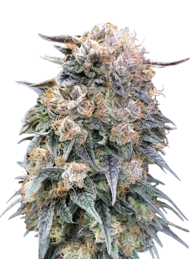 00 Kush FAST | PHOTOFEM | 00 Seeds - Freigestellt 2026-08-13