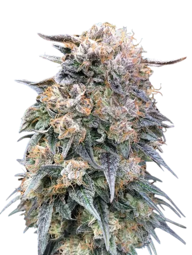 00 Kush FAST | PHOTOFEM | 00 Seeds - Freigestellt 2026-08-13