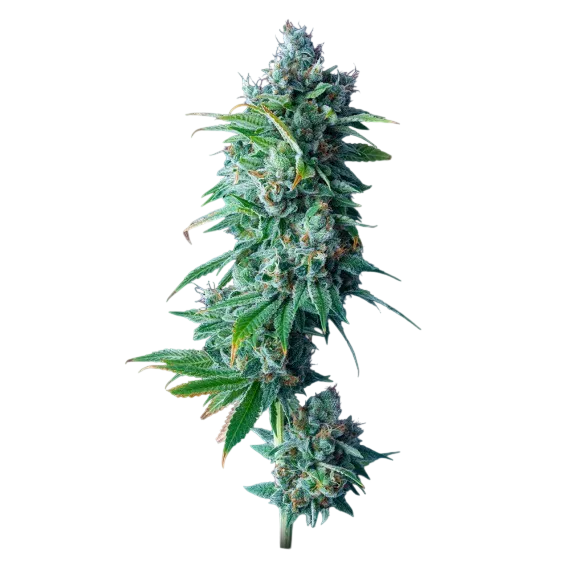 24K Gold | PHOTOFEM | DNA Genetics - Freigestellt 2026-08-13