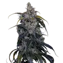 3 Bears OG Auto | AUTOFEM | Mephisto Genetics - Freigestellt 2026-08-13