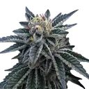 3Peat | PHOTOFEM | DNA Genetics - Freigestellt 2026-08-13