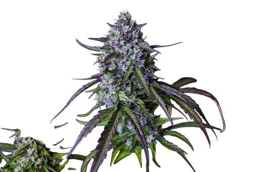 3Wok OG Auto | AUTOFEM | Mephisto Genetics - Freigestellt 2026-08-13