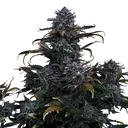 4 Assed Monkey Auto | AUTOFEM | Mephisto Genetics - Freigestellt 2026-08-13