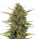 Acapulco Gold | PHOTOFEM | Barneys Farm - Freigestellt 2026-08-13