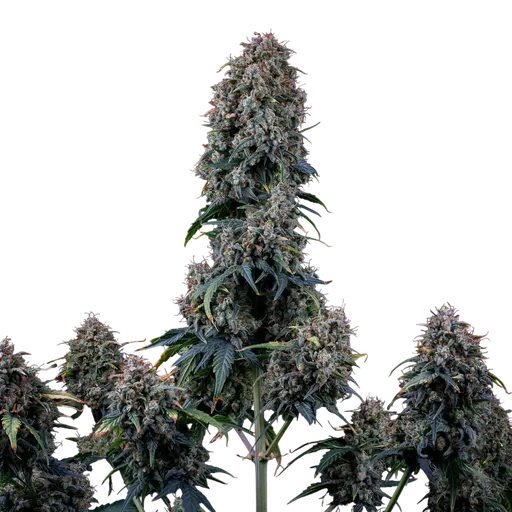 Alien Vs Triangle Auto | AUTOFEM | Mephisto Genetics - Freigestellt 2026-08-13