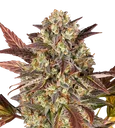 Amnesia Haze Auto | AUTOFEM | Barneys Farm - Freigestellt 2026-08-13