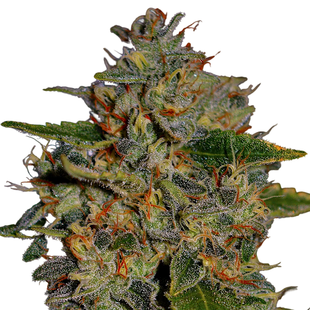 Apple Crumble | PHOTOFEM | G13 Labs - Freigestellt 2026-08-13