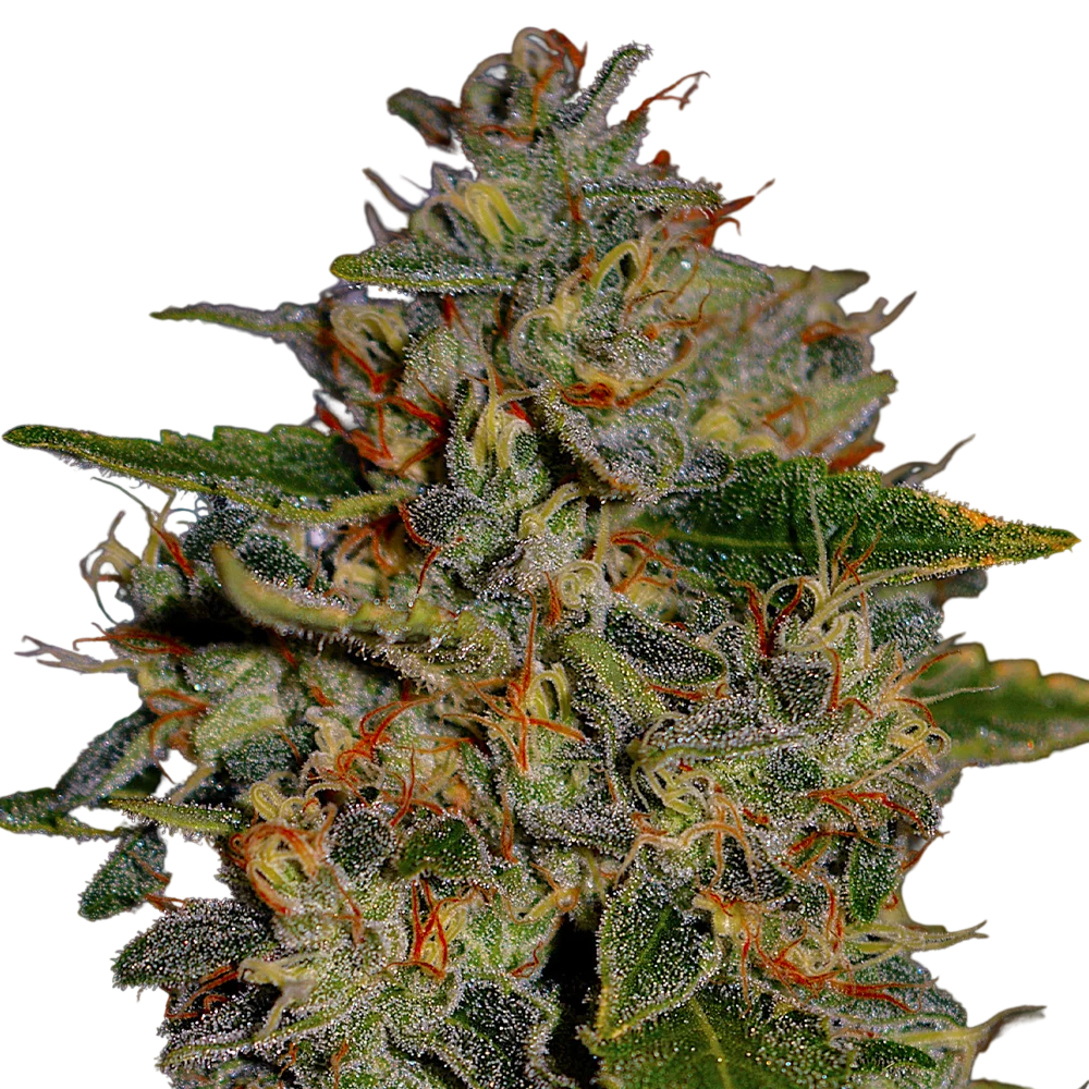Apple Crumble | PHOTOFEM | G13 Labs - Freigestellt 2026-08-13