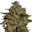 Apple Crumble | PHOTOFEM | G13 Labs - Freigestellt 2026-08-13