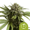 Apple Fritter Auto | AUTOFEM | Royal Queen Seeds - Freigestellt 2026-08-13