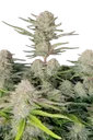 Apricot Auto | AUTOFEM | Fast Buds - Freigestellt 2026-08-13