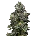 Bakers Delight | PHOTOFEM | DNA Genetics - Freigestellt 2026-08-13