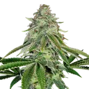 Bakers Delight Auto | AUTOFEM | DNA Genetics - Freigestellt 2026-08-13