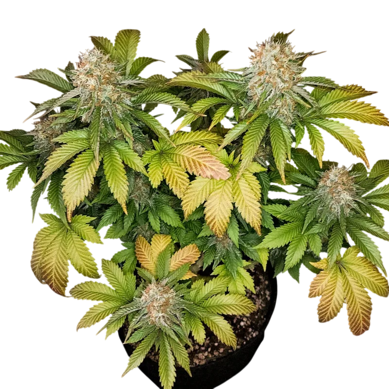 Banana Blaze | PHOTOFEM | Dutch Passion - Freigestellt 2026-08-13