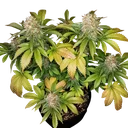 Banana Blaze | PHOTOFEM | Dutch Passion - Freigestellt 2026-08-13