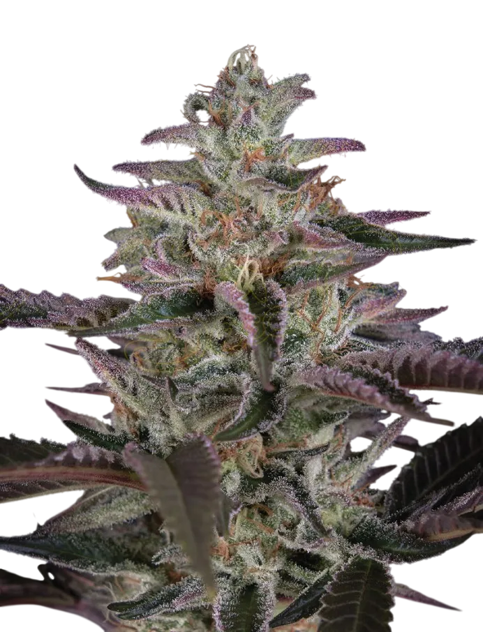 Banana Krumble | PHOTOFEM | Greenhouse Seed Co. - Freigestellt 2026-08-13