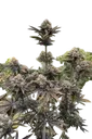 Banana Purple Punch Auto | AUTOFEM | Fast Buds - Freigestellt 2026-08-13