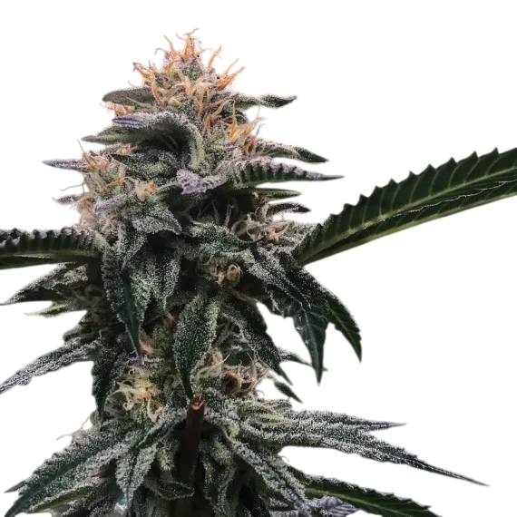 Banana Sorbet | PHOTOFEM | DNA Genetics - Freigestellt 2026-08-13